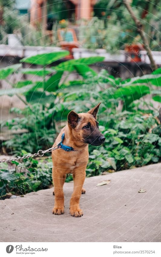 Ein junger Hund draußen angebunden Leine festgebunden haustier hund Haustier Tier angeleint Halsband Kette braun traurig#neugierig Tierporträt niedlich