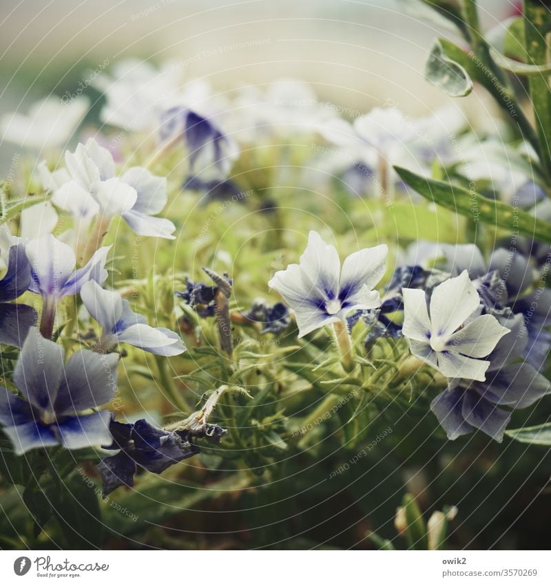 Kleines Geblüm Blumen Blüten winzig klein Nahaufnahme blühend Natur Frühling Pflanze Farbfoto schön Blühend grün Garten Schwache Tiefenschärfe weiß Schatten