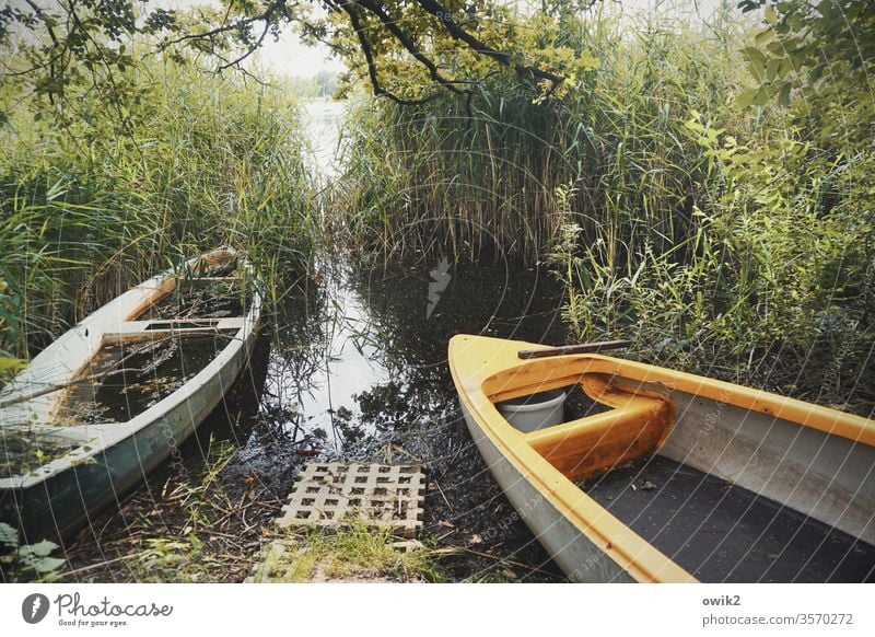 Ende einer Bootsfahrt Boote Ruderboote alt versteckt Seeufer Schilf Röhricht Zweige Feierabend Außenaufnahme Wasser Landschaft Farbfoto Menschenleer Umwelt