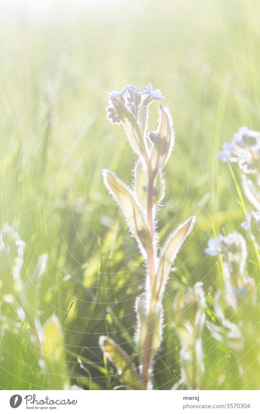 Vergissmeinnicht im Gegenlicht Vergißmeinnicht Frühlingsgefühle Wildpflanze Pflanze Blume Blüte träumen frisch ruhig Leben Sehnsucht harmonisch mehrfarbig