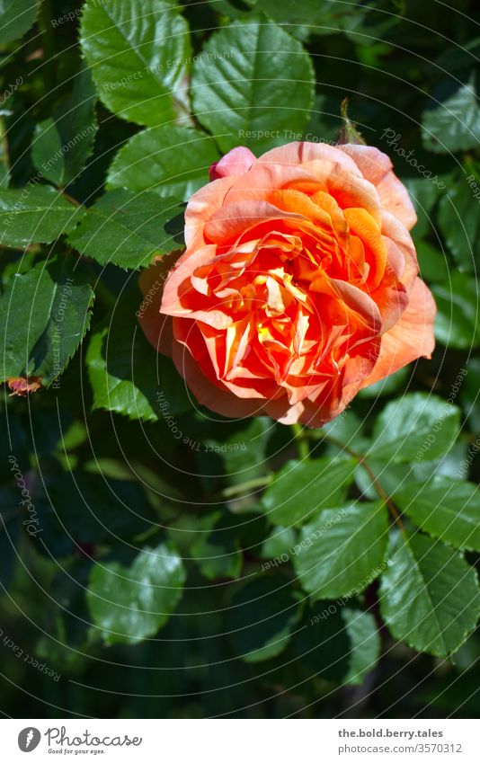 Rose orange Blüte blühend grün Blätter Rosenstrauch Pflanze Blume Natur Farbfoto Außenaufnahme Schwache Tiefenschärfe Menschenleer Tag Sommer schön Duft Garten