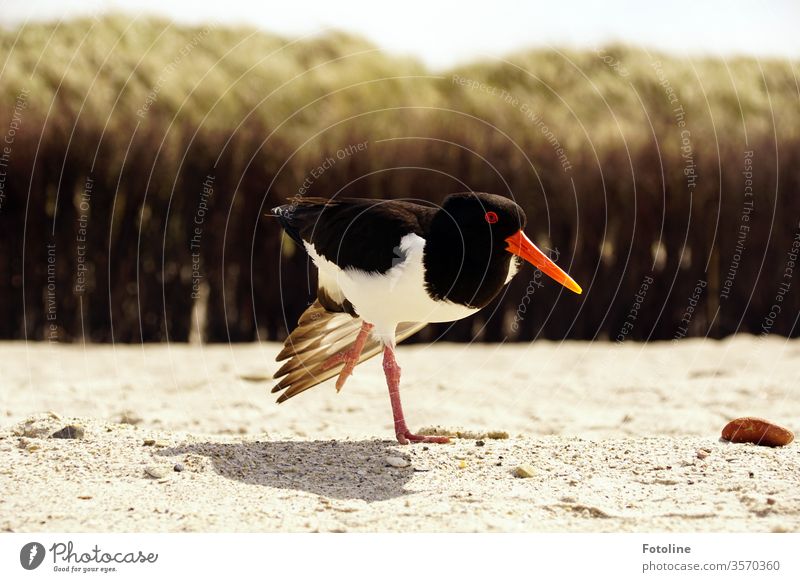 Vogeljoga - oder ein Austernfischer steht auf der Düne von Helgoland auf einem Bein und spreizt seinen Flügel. Tier Natur Außenaufnahme Farbfoto Tag Wildtier