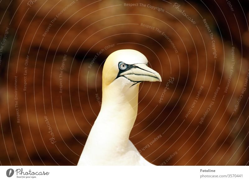 Was guckst du? - oder Portrait eines Basstölpels auf der Insel Helgoland Vogel Tier Natur Farbfoto Außenaufnahme Tag Wildtier 1 Menschenleer Tierporträt Umwelt