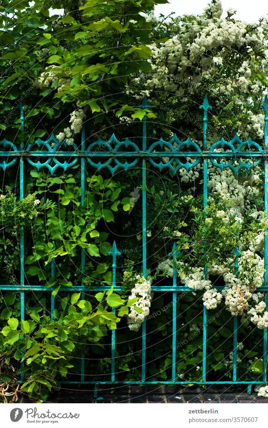 Holunder hinter Schmiedeeisen garten zaun gartenzaun schmiedeeisern grundstück haus nachbarschaft schloß schnörkel verschnörkelt holunder ast zweig blüte blühen