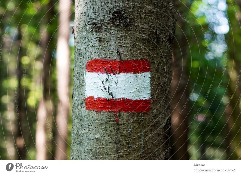 Irgendwo wird's schon hinführen... Wegweiser weiß rot Markierung Farbe farbig Hinweis Wald Wanderausflug Berge u. Gebirge bemalt Wandertag Fußweg Schild