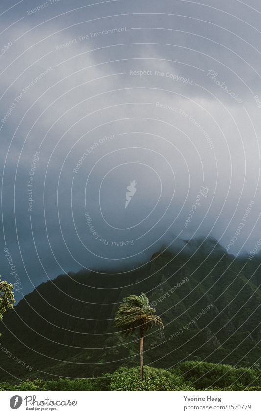 Windende Palme Hawaii Sturm Strand Himmel Küste Wolken Farbfoto Natur Außenaufnahme Landschaft Unwetter Wasser schlechtes Wetter Gewitterwolken Klima Umwelt