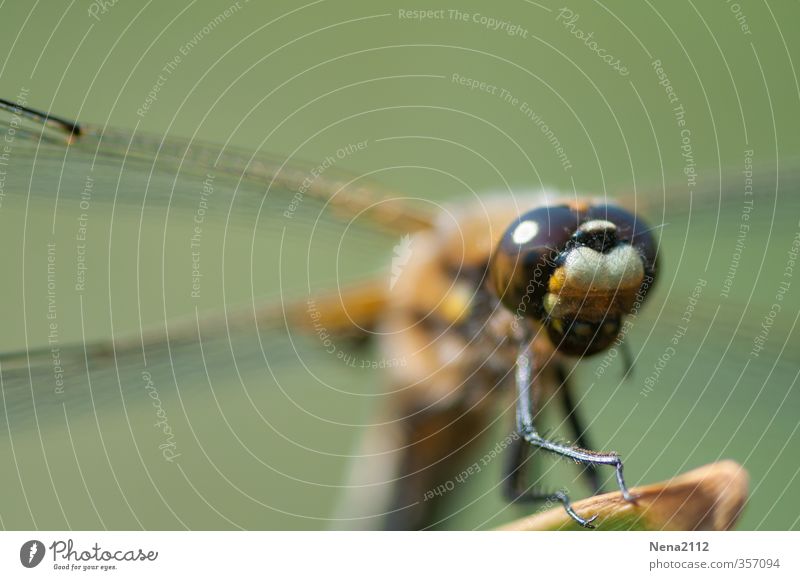 Neugier... Umwelt Natur Tier Luft Frühling Sommer Schönes Wetter Wiese Teich See Tiergesicht Flügel 1 beobachten entdecken Erholung festhalten fliegen stehen