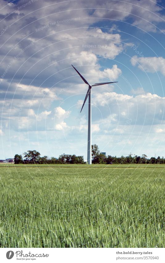 Windrad und Weizenfeld Feld Windengergie Sommer Außenaufnahme Farbfoto Natur Nutzpflanze Getreide Getreidefeld Menschenleer Wachstum Umwelt Landschaft bewölkt