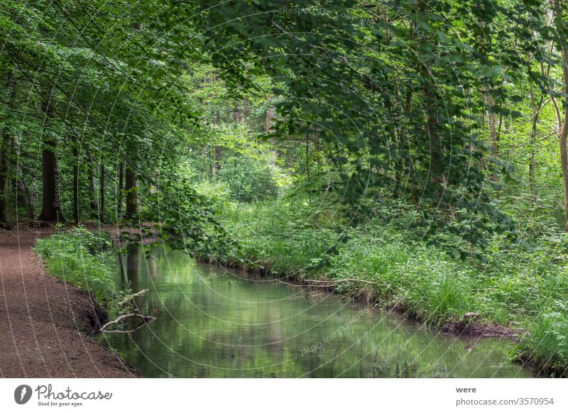 dunkler Pfad in den Wäldern Hintergrund Niederlassungen Kastanie Textfreiraum Zaun Wald Schneise grüne Blätter Landschaft einsam schlammig Natur niemand