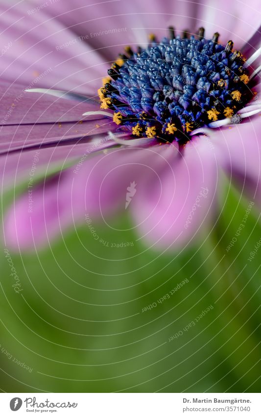 Osteospermum ecklonis aus Uitenhage (Südafrika) dimorphotheca ecklonis Kap Marguerite Van Stadens Flussgänseblümchen Sonntags Flussgänseblümchen