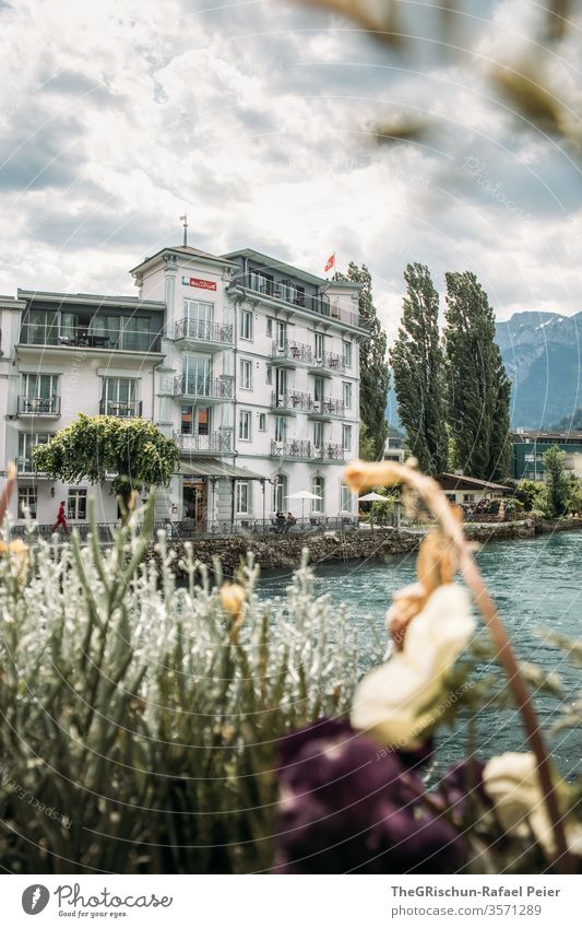 Blick auf ein Historisches Haus am Fluss Interlaken Schweiz Tourismus Baum Außenaufnahme Farbfoto Menschenleer Tag Ferien & Urlaub & Reisen Ausflug Sommer