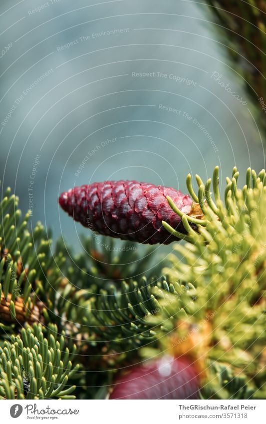 Junger roter Tannenzapfen Natur Farbfoto Zapfen Außenaufnahme Wald Menschenleer Pflanze klein Nadelbaum