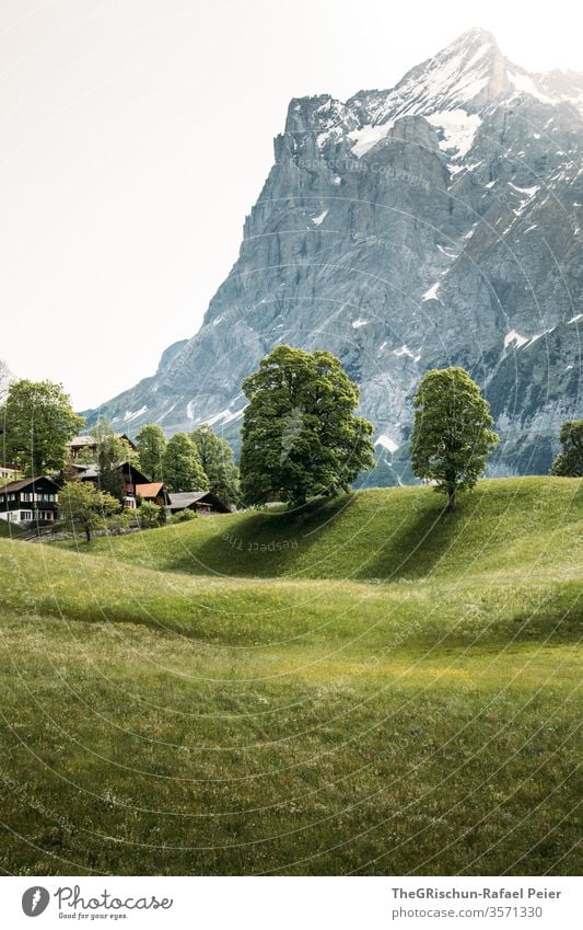 Weide mit zwei Bäumen vor Berg Grindelwald Wiese Baum Aussicht Panorama (Aussicht) Berge u. Gebirge Dorf Häuser Alpen Landschaft Natur Außenaufnahme Gipfel