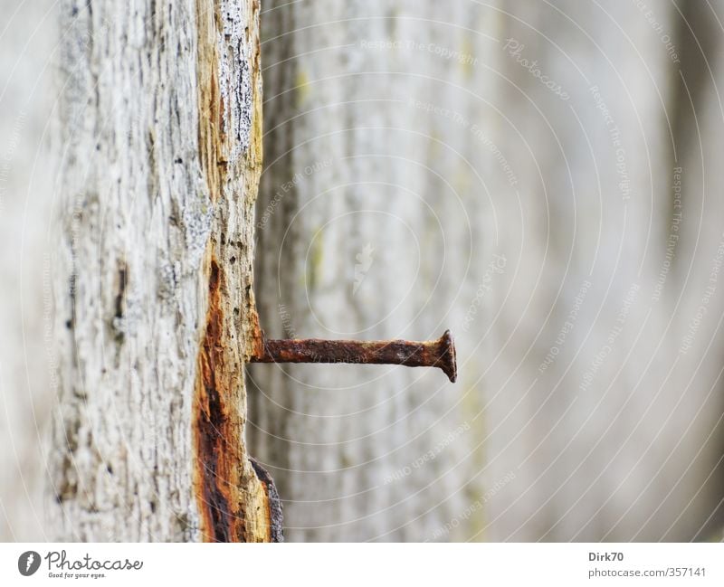 Nachschlag nötig Mauer Wand Nagel Holz Metall alt eckig fest Spitze stark trist braun grau rot schwarz weiß Verlässlichkeit Senior Einsamkeit Nostalgie Risiko