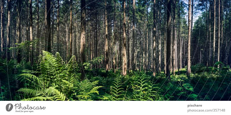 Endor Natur Landschaft Pflanze Baum Sträucher Farn Wald dunkel exotisch Farbfoto Außenaufnahme Menschenleer Tag Licht Schatten Starke Tiefenschärfe