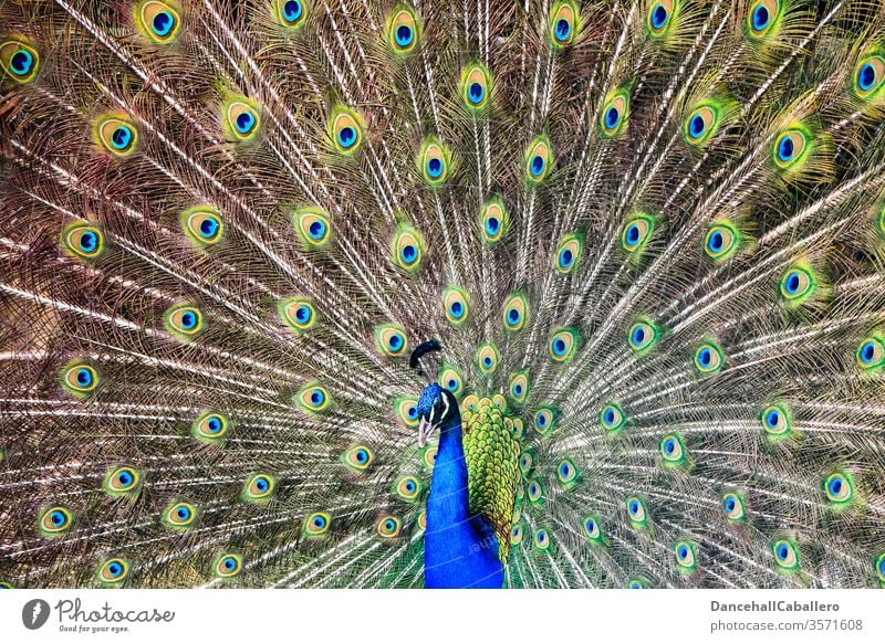 Haute couture | Federkleid Pfau Vogel Pfauenfeder Stolz Tier ästhetisch Brunft Tierporträt schön blau Pfauenauge mehrfarbig Schnabel Kopf eitel Zoo Tiergesicht