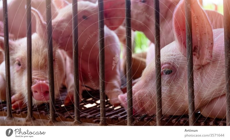 Niedliches Ferkel auf dem Bauernhof. Trauriges und gesundes kleines Schwein. Viehzucht. Fleischindustrie. Tierfleischmarkt. Afrikanische Schweinepest und Schweinegrippe Konzept. Schweinezucht. Säugetier. Rosa Ferkel im Schweinestall.