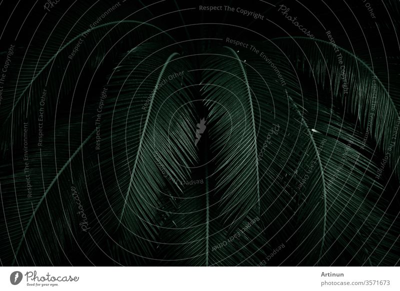 Palmenblätter auf dunklem Hintergrund im Dschungel. Nachts dichtes dunkelgrünes Laub im Garten. Natur abstrakter Hintergrund. Tropischer Wald. Exotische Pflanze. Schöne dunkelgrüne Blatttextur.