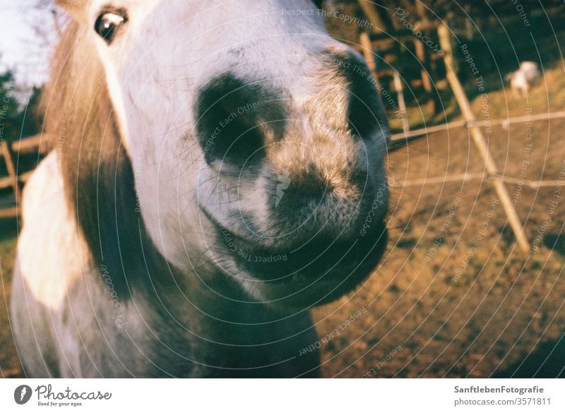 Pferdeschnauze Pferdekopf Tierporträt Natur Nutztier Außenaufnahme Island Ponys Farbfoto