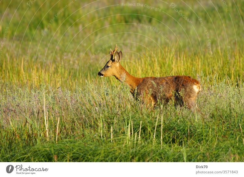 Rehbock im Profil rehbock Säugetier Wildtier Natur Umwelt Umweltschutz wild Wiese Gras Grasland Weide Profilansicht Hirsche Schwache Tiefenschärfe Sonnenlicht