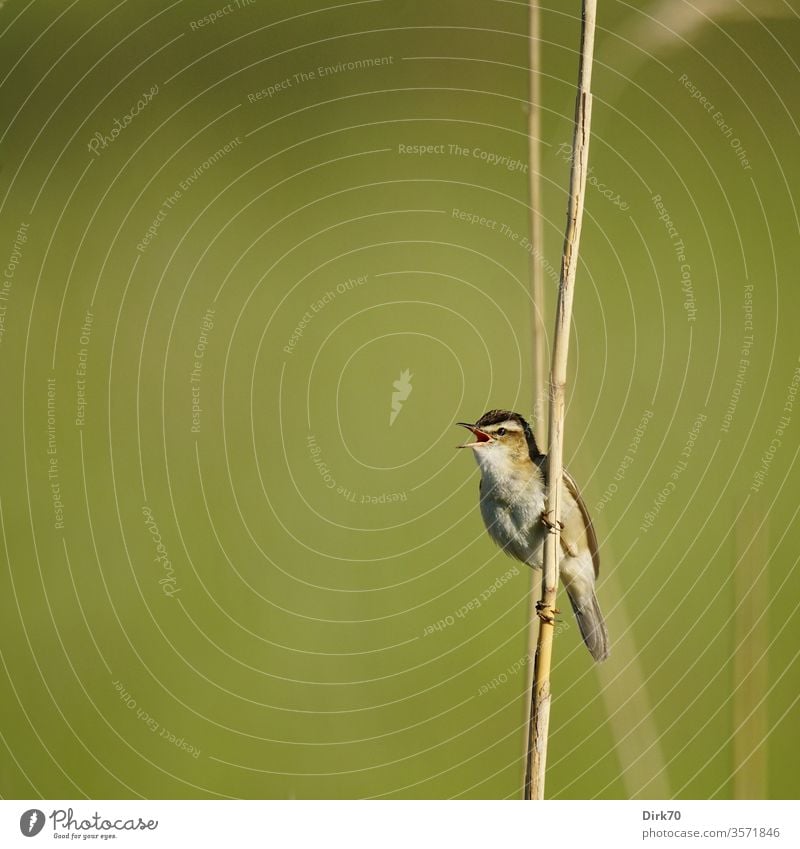 Schilfrohrsänger, singend, am namensgebenden Schilfrohr Vogel Singvogel Rohrsänger schilfhalm Klettern kletternd Singend Natur frühling Singvögel Tierporträt