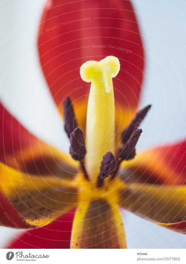 Tulpe Detail Tulpenblüte Detailaufnahme Makroaufnahme Blume Farbfoto schön rot Blütenblatt Natur Frühling Pflanze Nahaufnahme natürlich Frühlingsgefühle