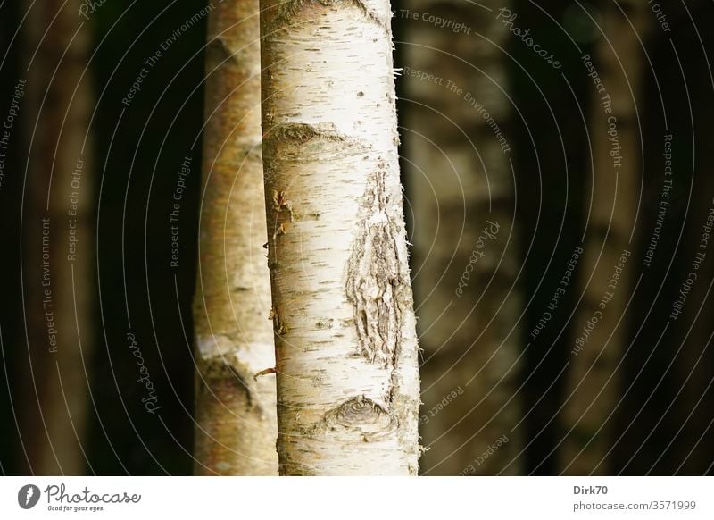 Birkenstämme Baum Baumstamm Birkenwald Birkenstamm Rinde Baumrinde Natur Wald Außenaufnahme Menschenleer Farbfoto Umwelt Pflanze Tag weiß Holz Gedeckte Farben