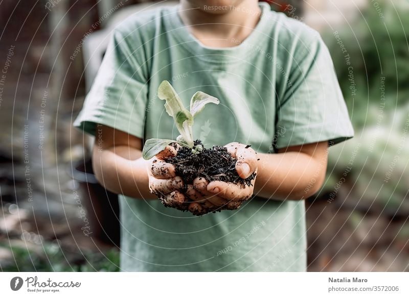 Junge Pflanzen sprießen in den Händen kleiner Jungen. Konzept der Landwirtschaft und des Umweltschutzes Hand Natur Leben Frühling jung neu Boden grün Ackerbau