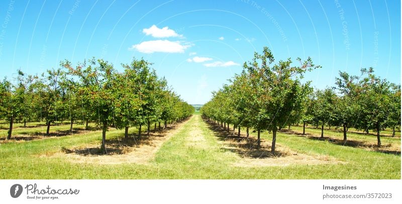 Schöne Naturszene mit Kirschbaum. Plantage von Kirschbäumen im Frühling. Obstgarten im Frühjahr. Feld Kirschbaum Obstplantage am sonnigen Tag im Mai nach der Blüte mit Wolkenlandschaft.