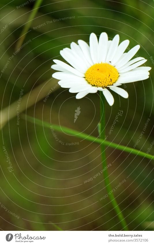 Margarithe weiß Blüte Blume Pflanze grün Frühling Natur Farbfoto Außenaufnahme Blühend Sommer Tag Menschenleer Nahaufnahme Schwache Tiefenschärfe Wachstum