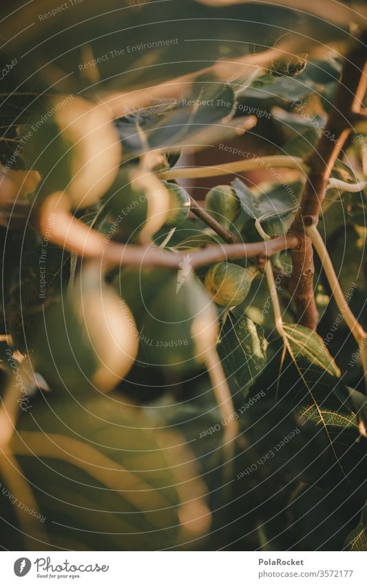 #As# Was geht über den Duft von reifen Feigen im Garten? Feigenblatt Feigenbaum Ernte erntereif grün Natur frisch Lebensmittel Frucht Farbfoto Gesundheit