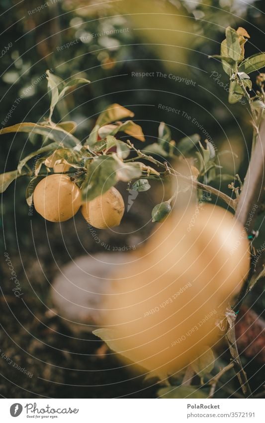 #As# Zitronen im Garten zitronengelb Zitronensaft Zitronenbaum Zitronenblatt grün anbauen ernten Vitamin C Frucht Farbfoto Schwache Tiefenschärfe Lebensmittel