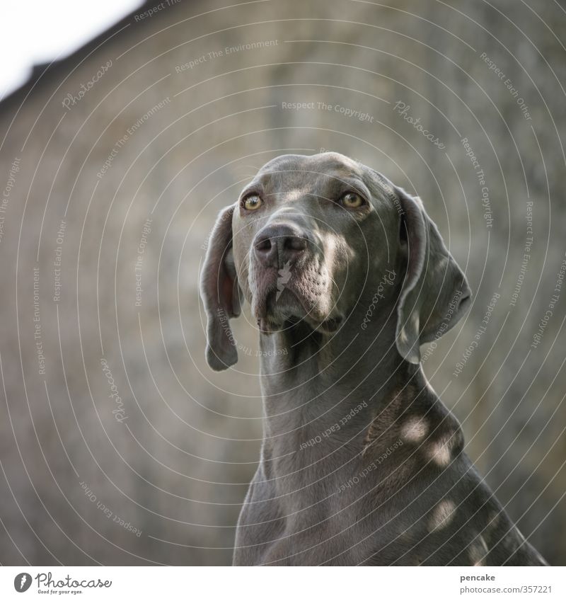 AST6 Inntal | TiAmo! Natur Sommer Park Haustier Hund 1 Tier Stein Zeichen Wärme feminin weich gold grau Stimmung Glück Vertrauen Sicherheit Tierliebe