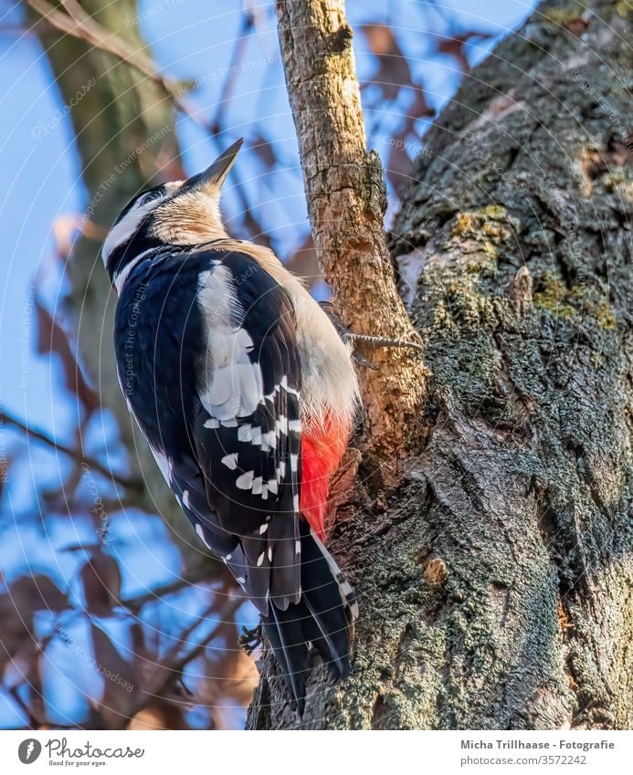 Buntspecht am Baum Dendrocopos major Tiergesicht Kopf Schnabel Auge Feder gefiedert Flügel Krallen Specht hängen Vogel Wildtier Wildvogel hochsehen Tierporträt