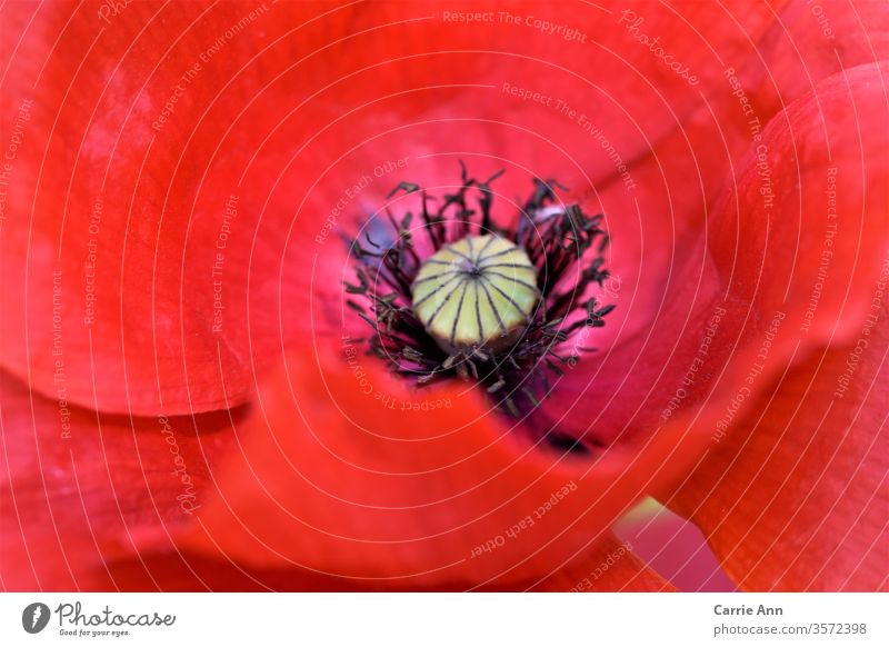 Mohnblumenblüte Blüte rot Knospe Frühling kräftige Farbe mohnblumenblüte schön Sommer Natur Pflanze Farbfoto Mohnblüte Blume Blühend