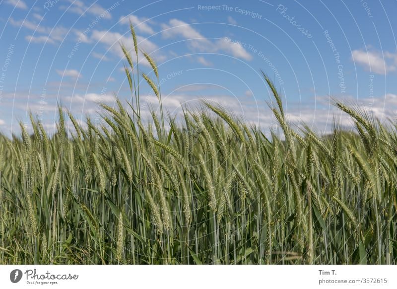 Kornfeld Feld Getreide Sommer Himmel Landwirtschaft Ähren Natur grün Ackerbau Ernährung Getreidefeld Lebensmittel Nutzpflanze Landschaft Wachstum Außenaufnahme