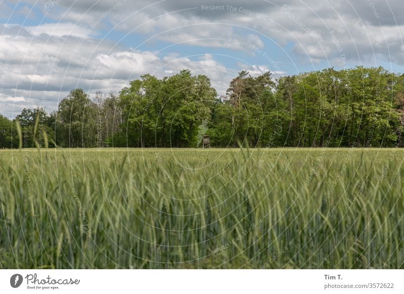 Brandenburg Getreide Feld Korn Sommer Himmel Landwirtschaft Ähren grün Kornfeld Ackerbau Ernährung ökologisch Umwelt Getreidefeld Außenaufnahme Wachstum Pflanze