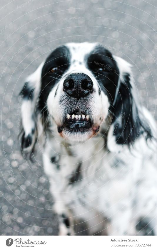 Komischer kleiner Hund, der auf der Straße auf dem Boden sitzt Tier Haustier allein englischer Setter Maul grinsen schwarz weiß neugierig Sommer Windstille