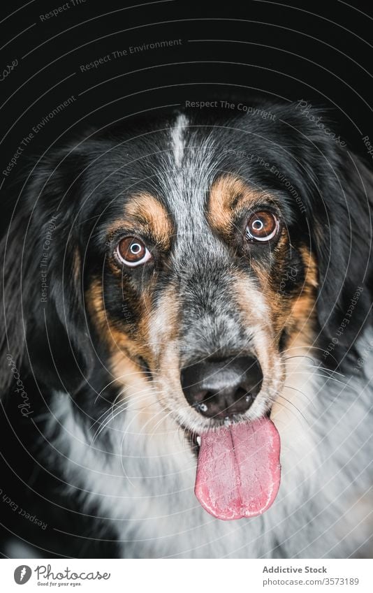 Hund gemischter Rasse mit herausgestreckter Zunge, der in die Kamera schaut züchten bordernese mischen Haustier Tier freundlich Maul Fleck Fussel Eckzahn Fell