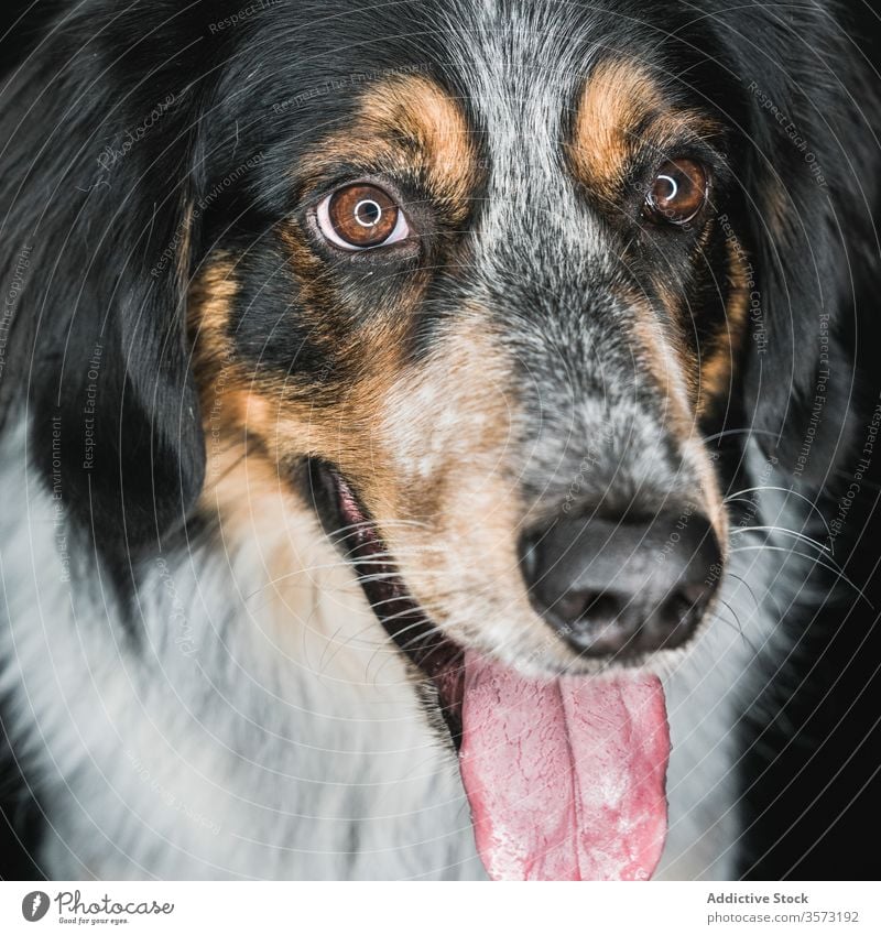 Hund gemischter Rasse mit herausgestreckter Zunge, der in die Kamera schaut züchten bordernese mischen Haustier Tier freundlich Maul Fleck Fussel Eckzahn Fell