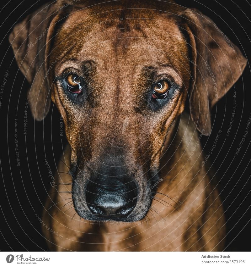 Reinrassiger Ridgeback-Hund auf schwarzem Hintergrund Rhodesian Ridgeback züchten Haustier Tier Maul Eckzahn heimisch Stammbaum Windstille ernst braun loyal