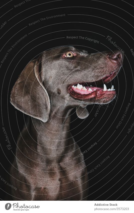 Lustiger Weimaraner-Hund auf schwarzem Hintergrund züchten Reinrassig Haustier Tier Maul lustig Stammbaum gundog starren Eckzahn heimisch bezaubernd loyal