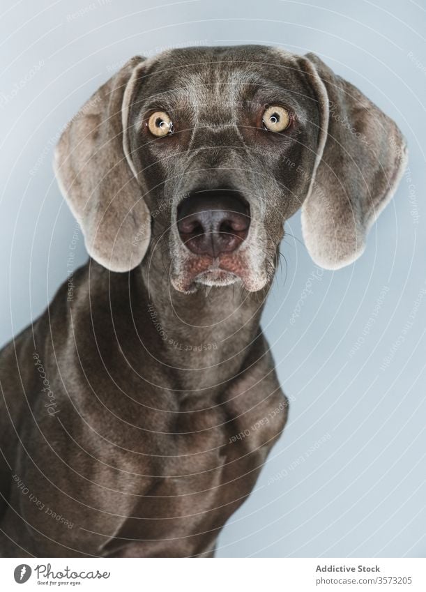 Lustiger Weimaraner-Hund auf weissem Hintergrund züchten Reinrassig Haustier Tier Maul lustig Stammbaum gundog starren Eckzahn heimisch bezaubernd loyal