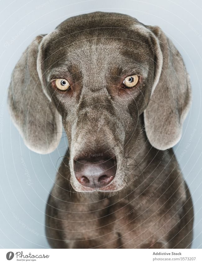 Lustiger Weimaraner-Hund auf weissem Hintergrund züchten Reinrassig Haustier Tier Maul lustig Stammbaum gundog starren Eckzahn heimisch bezaubernd loyal