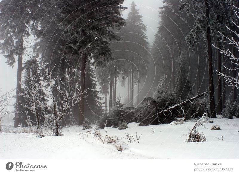 Winterwald Natur Landschaft Nebel Eis Frost Schnee Wald kalt natürlich grün weiß Romantik Zufriedenheit Einsamkeit Freizeit & Hobby Idylle Tourismus Farbfoto