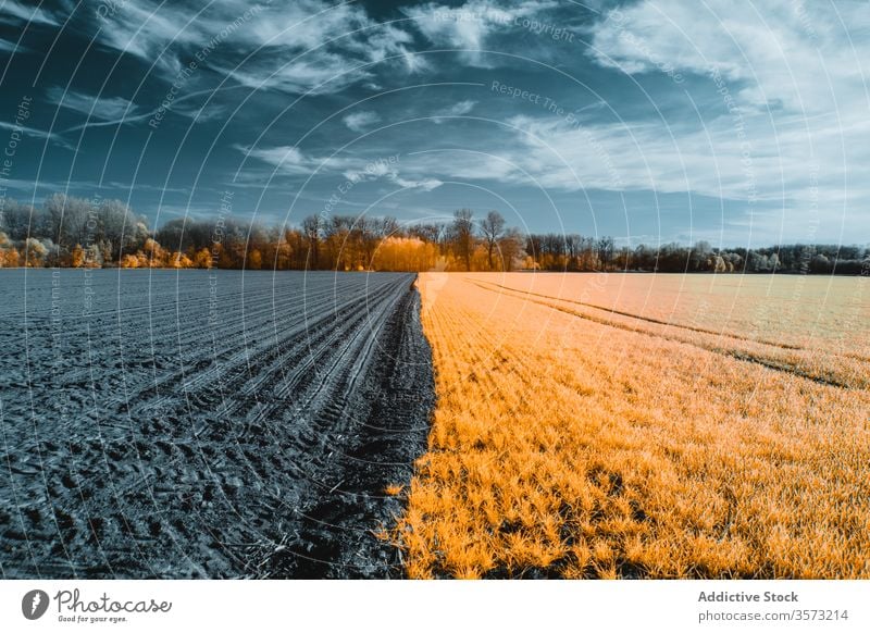 Schneebedecktes Kulturland bei kaltem, schönstem Winterwetter Feld verschneite Baum kultivieren Ackerland Frost Ernte Ackerbau Landschaft gefroren ländlich