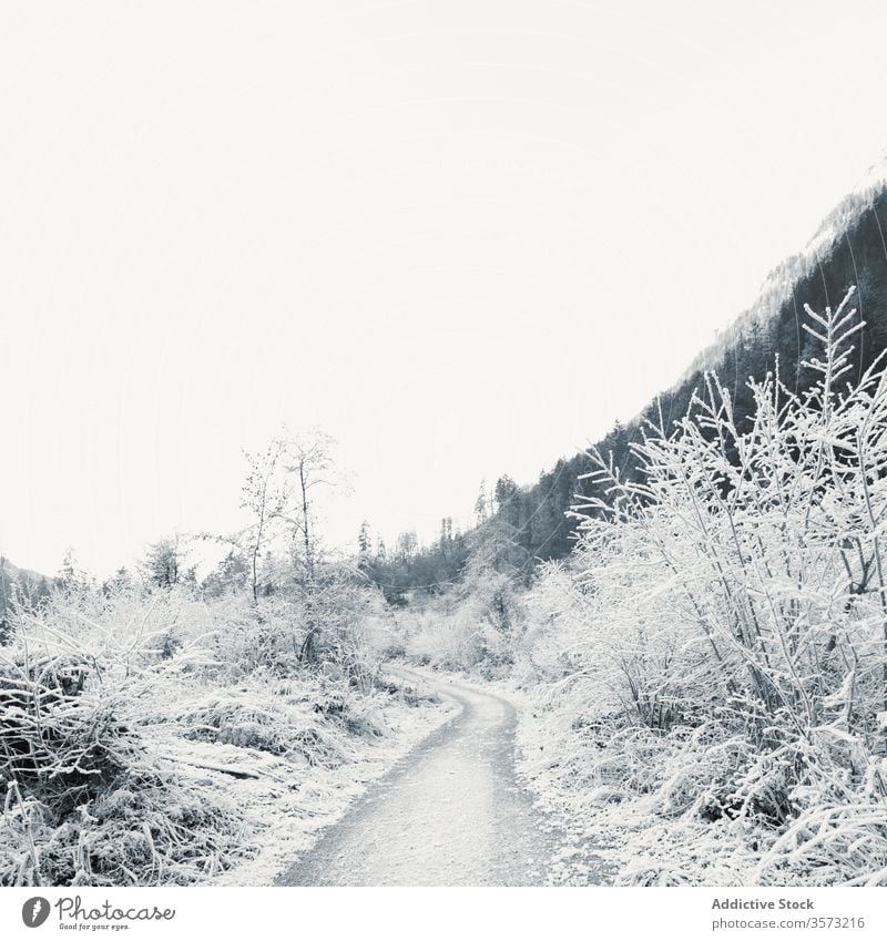 Gefrorene junge Bäume und Büsche entlang einer leeren Schotterstraße im Winterhochland Straße Frost Buchse Hochland Schnee Strauch Tal Berghang Berge u. Gebirge