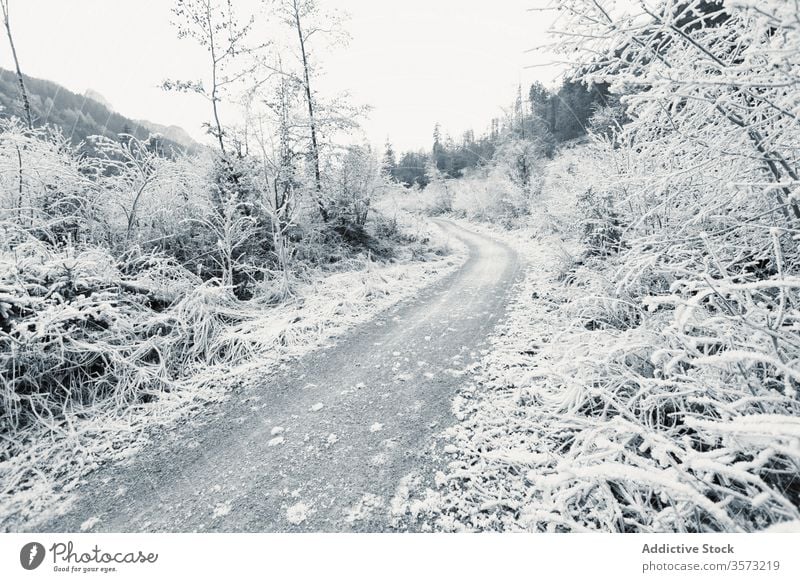 Gefrorene junge Bäume und Büsche entlang einer leeren Schotterstraße im Winterhochland Straße Frost Buchse Hochland Schnee Strauch Tal Berghang Berge u. Gebirge