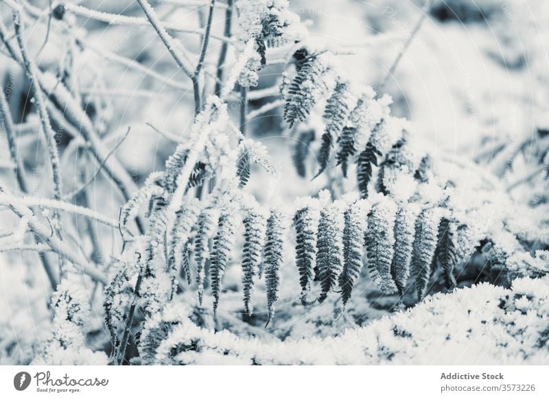 Gefrorenes Gras und Büsche am Wintertag Blatt Frost Buchse Schnee Raureif Waldwiese Reim Pflanze Stengel gefroren verschneite Feld geblümt winterlich Laubwerk