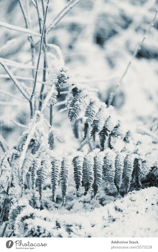 Gefrorenes Gras und Büsche am Wintertag Blatt Frost Buchse Schnee Raureif Waldwiese Reim Pflanze Stengel gefroren verschneite Feld geblümt winterlich Laubwerk